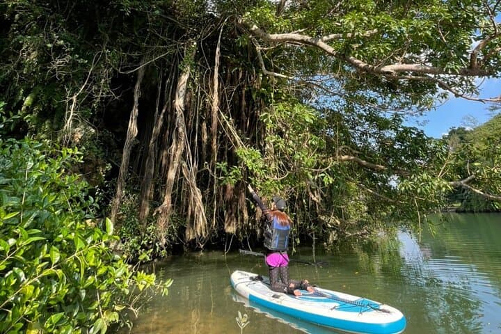 Mangrove SUP in Okinawa — photo 2