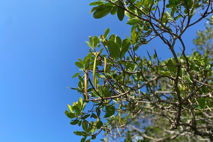 Mangrove SUP in Okinawa — photo 7