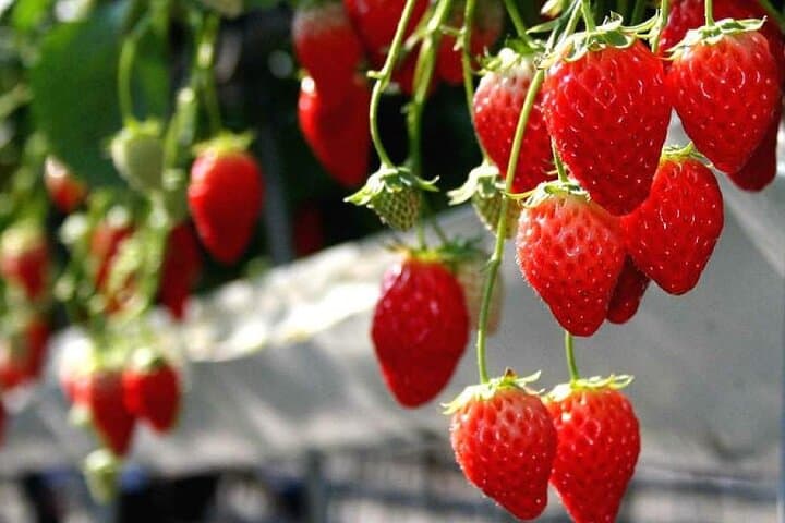 Mt Fuji Views, Fruit Picking and Ropeway Experience Day Tour — photo 4