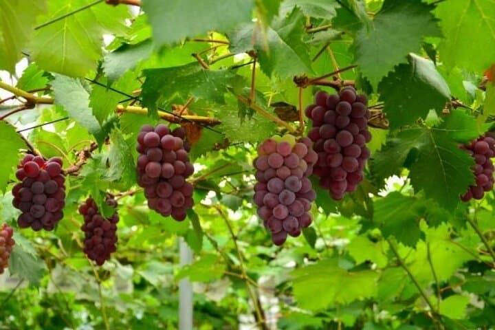 Mt Fuji Views, Fruit Picking and Ropeway Experience Day Tour — photo 7
