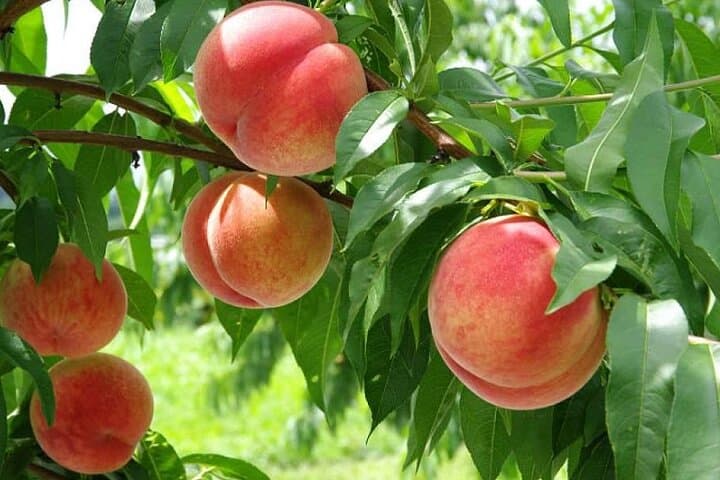 Mt Fuji Views, Fruit Picking and Ropeway Experience Day Tour — photo 5