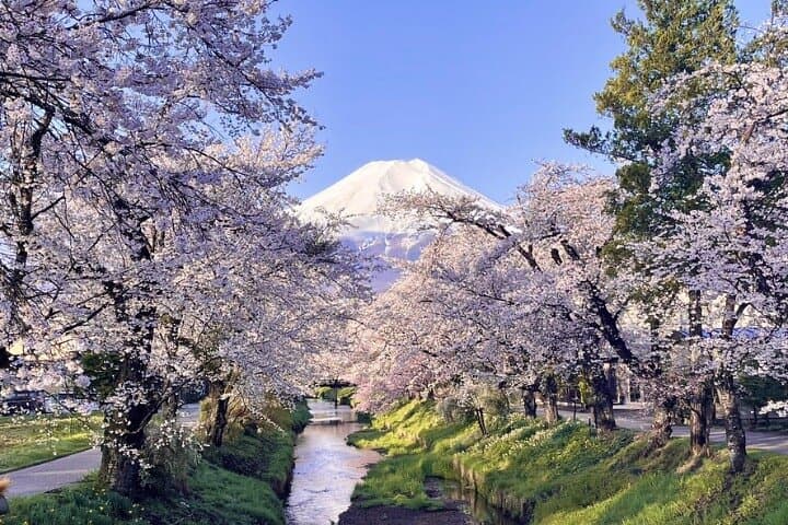 From Tokyo : Mount Fuji, Oishi Park & Kawagoe & Fuji-Q Highland — photo 12