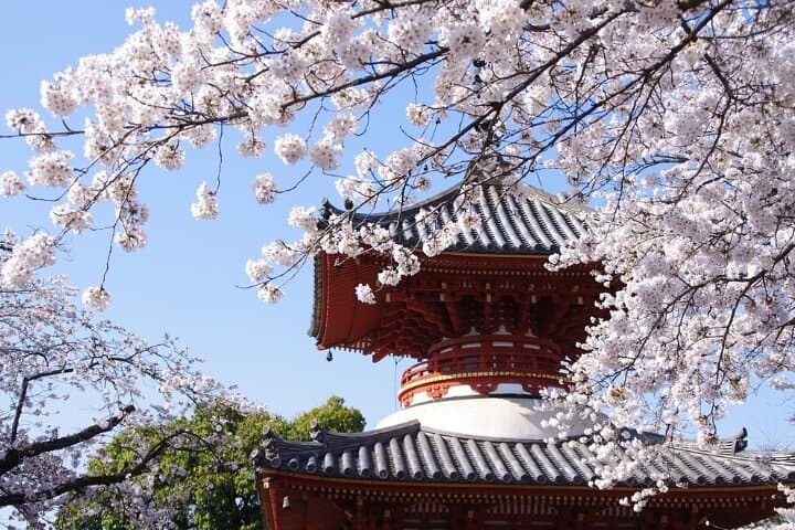 From Tokyo : Mount Fuji, Oishi Park & Kawagoe & Fuji-Q Highland — photo 10