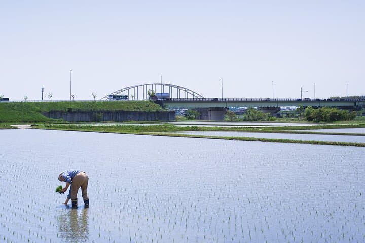 Private Rice Agriculture Experience in Mie — photo 7