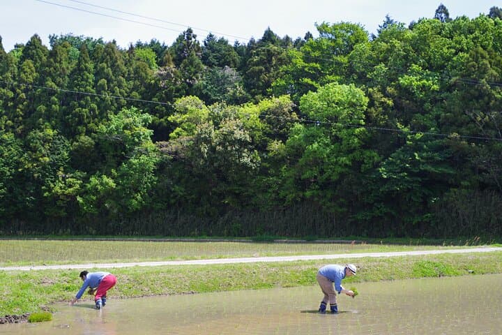 Private Rice Agriculture Experience in Mie — photo 10