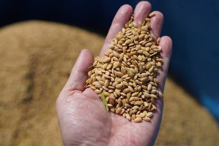 Private Rice Agriculture Experience in Mie — photo 16