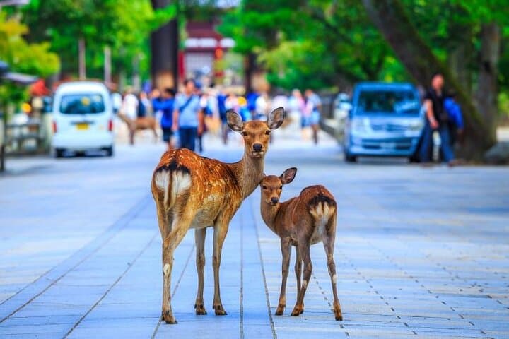 From Osaka 10 Hours Tour with Private Vehicle in Kyoto or Nara — photo 4