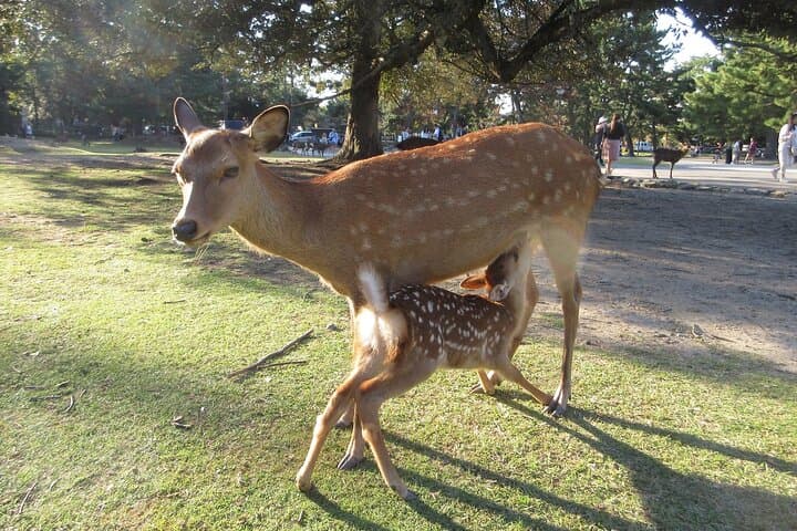 Nara ENGLISH GUIDE, Giant Buddha, Deer free in the park — photo 2