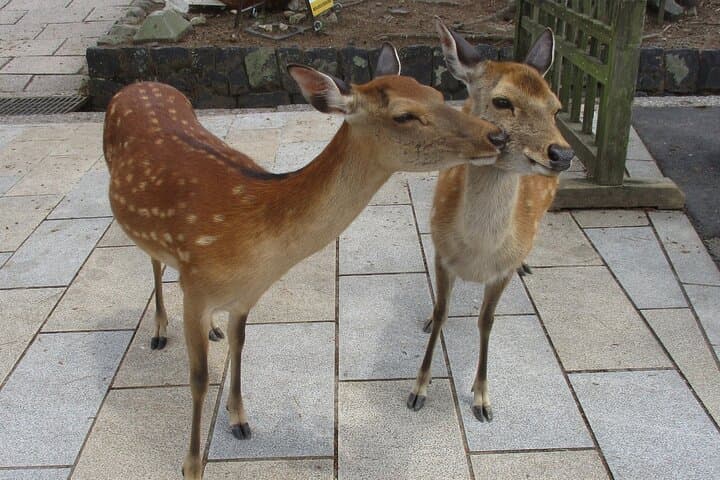 Nara ENGLISH GUIDE, Giant Buddha, Deer free in the park — photo 4