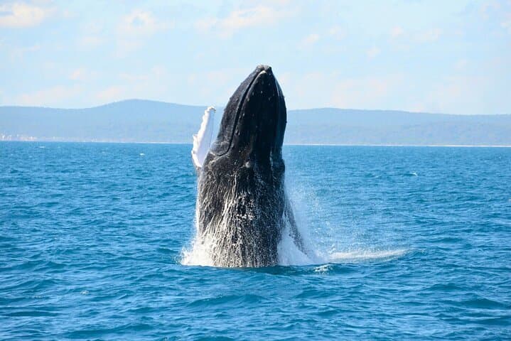 [Limited time offer] From Onna Village (Maeda Fishing Port)!Whale Watching | Fully Chartered Boat Charter Plan (3 hour course)