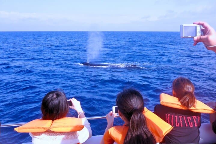 [Limited time offer] From Onna Village (Maeda Fishing Port)!Whale Watching | Fully Chartered Boat Charter Plan (3 hour course) — photo 2