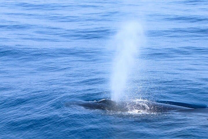 [Limited time offer] From Onna Village (Maeda Fishing Port)!Whale Watching | Fully Chartered Boat Charter Plan (3 hour course) — photo 3