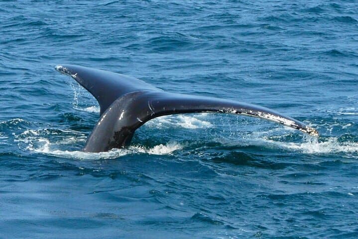 [Limited time offer] From Onna Village (Maeda Fishing Port)!Whale Watching | Fully Chartered Boat Charter Plan (3 hour course) — photo 4