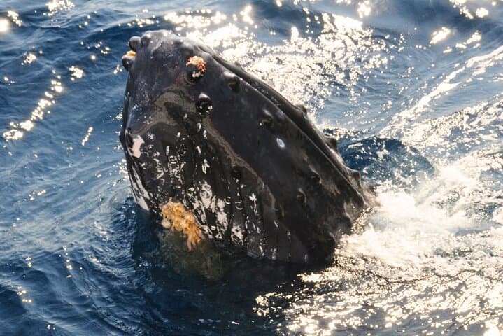 [Limited time offer] From Onna Village (Maeda Fishing Port)!Whale Watching | Fully Chartered Boat Charter Plan (3 hour course) — photo 7