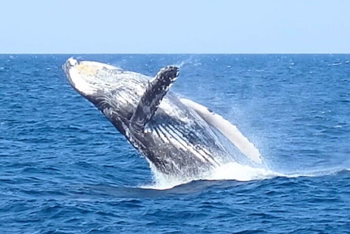 [Limited time offer] From Onna Village (Maeda Fishing Port)!Whale Watching | Fully Chartered Boat Charter Plan (3 hour course) — photo 8