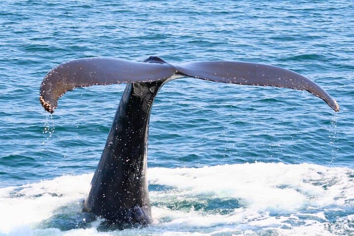 [Limited time offer] From Onna Village (Maeda Fishing Port)!Whale Watching | Fully Chartered Boat Charter Plan (3 hour course) — photo 9