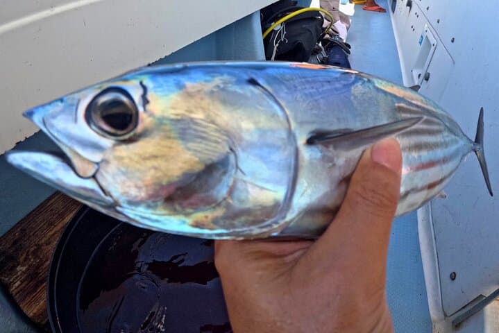 From Onna Village (Maeda Fishing Port)!Fishing and trolling | Fully chartered boat charter plan (3 hour course) — photo 5