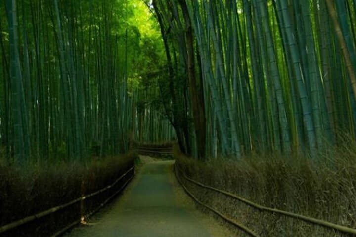 Kyoto ENGLISH GUIDE, Golden Pagoda Bamboo Forest Arashiyama — photo 2