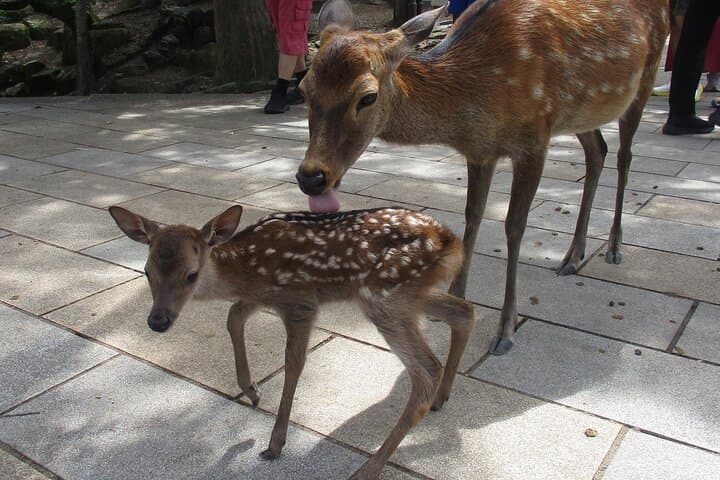Nara ENGLISH GUIDE, Giant Buddha, Deer free in the park — photo 6