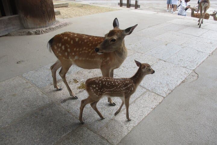 Nara ENGLISH GUIDE, Giant Buddha, Deer free in the park — photo 7