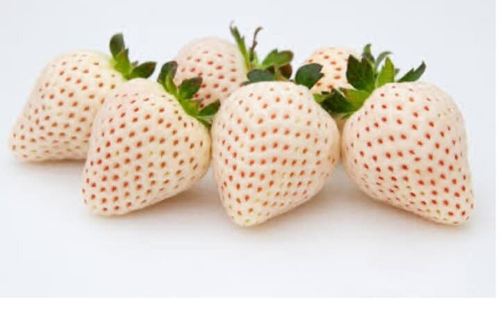 All You Can Eat Strawberry Picking in Izumisano Osaka — photo 14