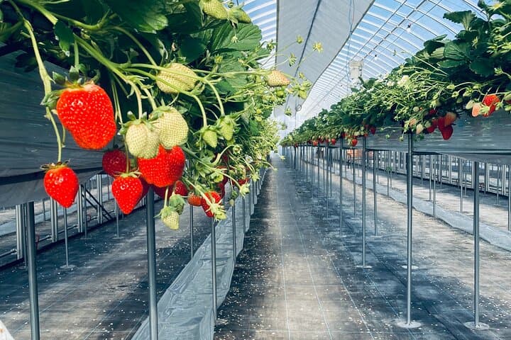 All You Can Eat Strawberry Picking in Izumisano Osaka — photo 17
