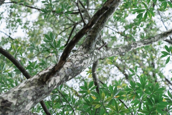Forest Therapy in Sasaguri town — photo 5