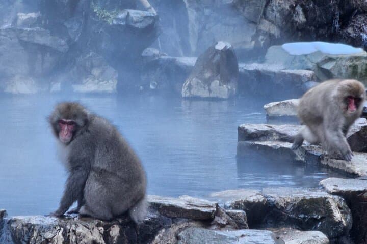 Snow monkeys from Tokyo: Full-Day Private trip with Local Guide — photo 8