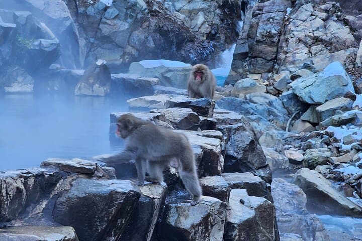 Snow monkeys from Tokyo: Full-Day Private trip with Local Guide — photo 13