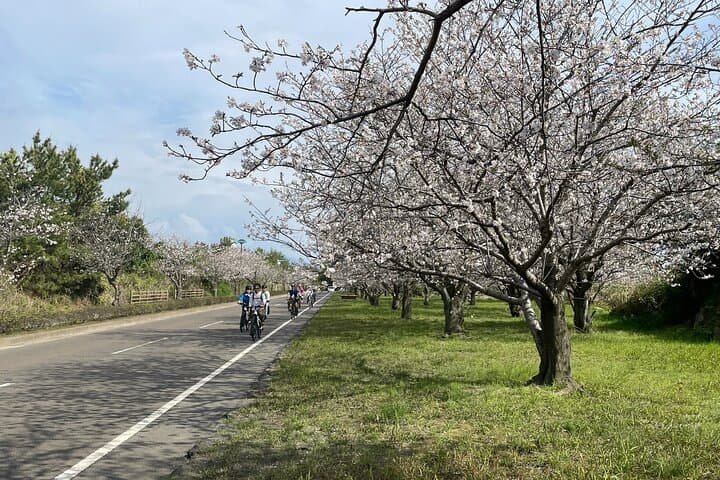 Sakurajima One Day Round Journey with E-bike — photo 10