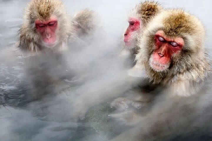 Snow monkeys from Tokyo: Full-Day Private trip with Local Guide — photo 1