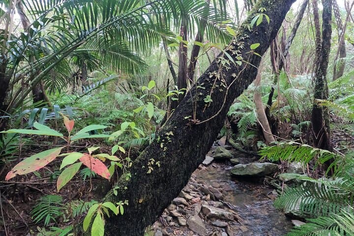 Okinawa Jungle Trails & Waterfalls – Private Yanbaru Tour — photo 14