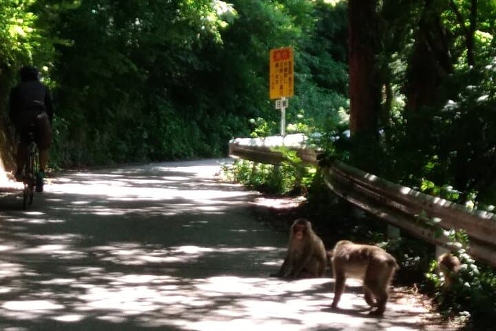 Bike Rentals in Nagano to Explore Snow Monkey Park. — photo 3