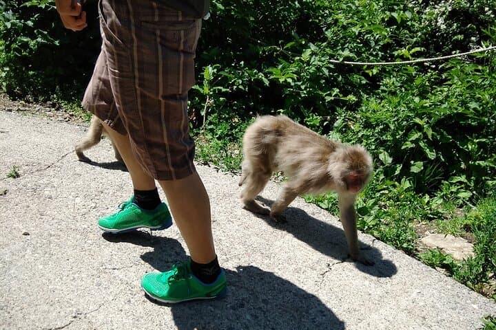 Bike Rentals in Nagano to Explore Snow Monkey Park. — photo 4