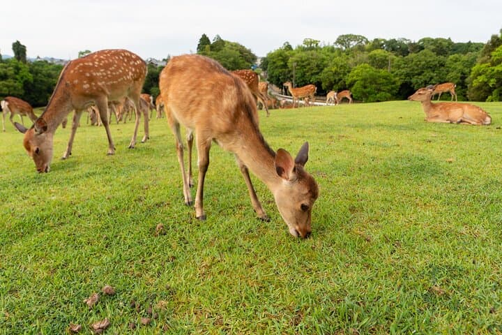 Full Day Guided Tour to Kyoto and Nara from Osaka by Van — photo 5