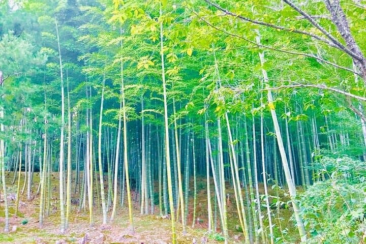 Three-Hour Private Guided Tour to Arashiyama, Kyoto — photo 1