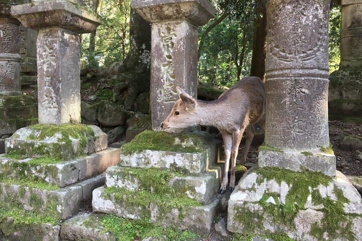 Half-Day Private Guided Tour to Nara City — photo 2