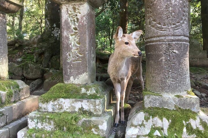 Half-Day Private Guided Tour to Nara City — photo 5