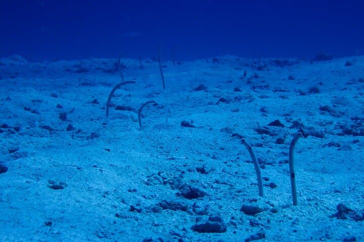 Okinawa Scuba Diving For Certified Divers (3 boat dives + Lunch) — photo 9