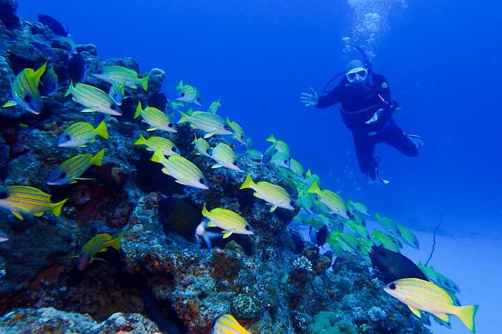 Okinawa Scuba Diving For Certified Divers (3 boat dives + Lunch) — photo 2