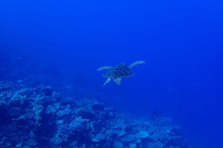 Okinawa Scuba Diving For Certified Divers (3 boat dives + Lunch) — photo 5
