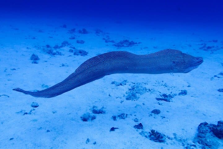 Okinawa Scuba Diving For Certified Divers (3 boat dives + Lunch) — photo 8