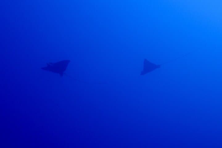 Okinawa Scuba Diving For Certified Divers (3 boat dives + Lunch) — photo 10