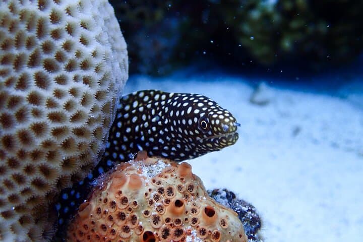 Okinawa Scuba Diving For Certified Divers (3 boat dives + Lunch) — photo 7