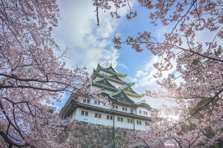 Private & Unique Nagoya Cherry Blossom Sakura Experience — photo 2