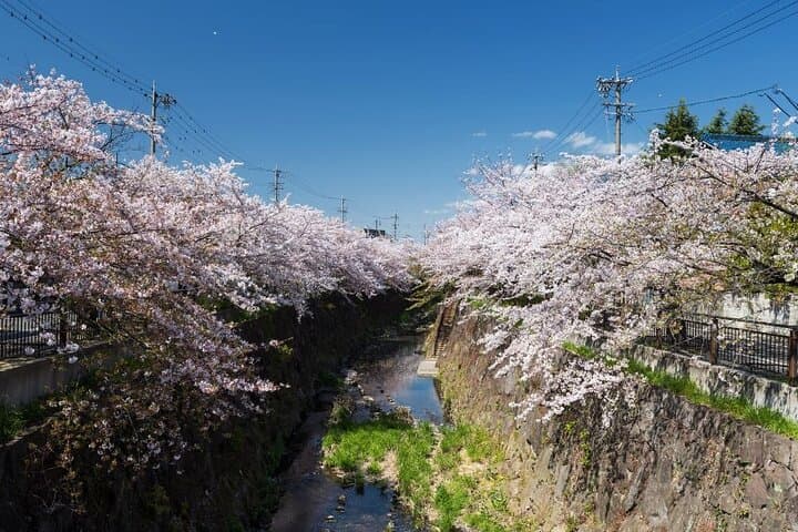 Private & Unique Nagoya Cherry Blossom Sakura Experience — photo 4