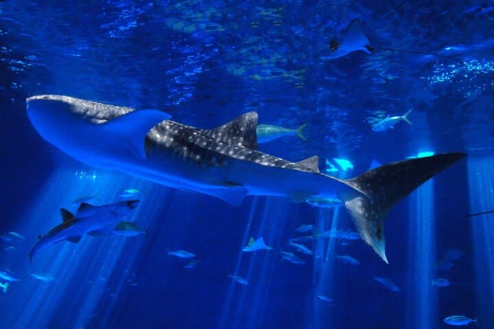 Kagoshima Sightseeing Spots One day Tour by City View Bus — photo 9