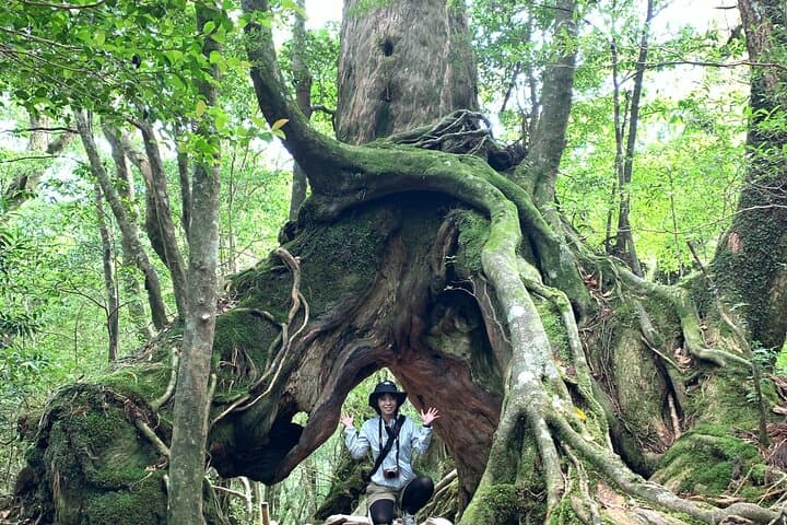 Yakushima 1 day SHIRATANI UNSUIKYO Walking with ENGLISH Speaking Guide — photo 4