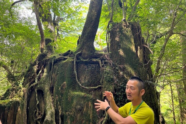 Half Day Walking Tour in Yakusugi Land — photo 6