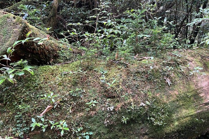 Half Day Walking Tour in Yakusugi Land — photo 11